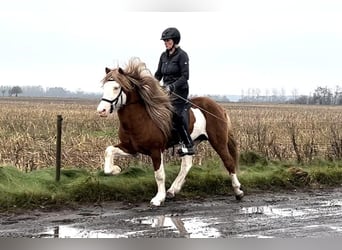 Caballos islandeses, Semental, Potro (06/2024), 146 cm, Negro