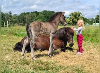 Caballos islandeses, Semental, Potro (06/2024), 146 cm, Negro