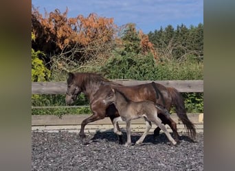 Caballos islandeses, Semental, Potro (06/2024), 146 cm, Negro