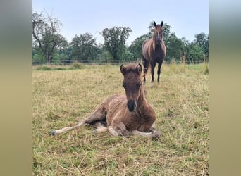 Caballos islandeses, Semental, Potro (06/2024), 146 cm, Negro