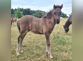 Caballos islandeses, Semental, Potro (06/2024), 146 cm, Negro