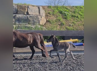 Caballos islandeses, Semental, Potro (06/2024), 146 cm, Negro