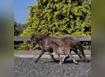 Caballos islandeses, Semental, Potro (06/2024), 146 cm, Negro