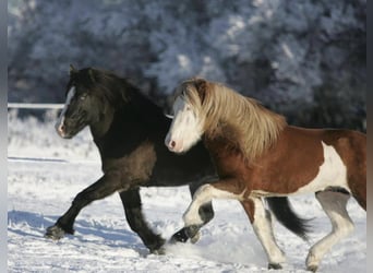 Caballos islandeses, Semental, Potro (06/2024), 146 cm, Negro