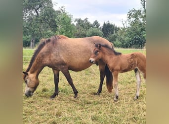 Caballos islandeses, Semental, Potro (07/2024), 150 cm, Castaño