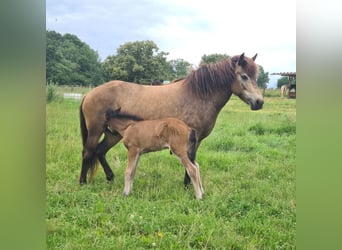 Caballos islandeses, Semental, Potro (07/2024), 150 cm, Castaño