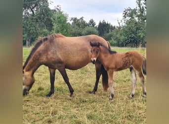 Caballos islandeses, Semental, Potro (07/2024), 150 cm, Castaño