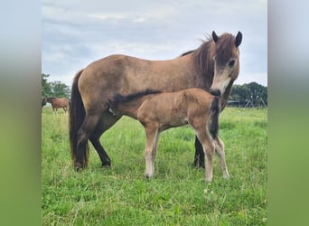 Caballos islandeses, Semental, Potro (07/2024), 150 cm, Castaño