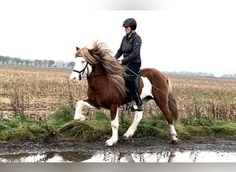 Caballos islandeses, Semental, Potro (07/2024), 150 cm, Castaño