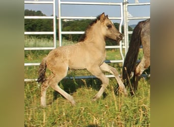 Caballos islandeses, Semental, Potro (06/2026), Bayo