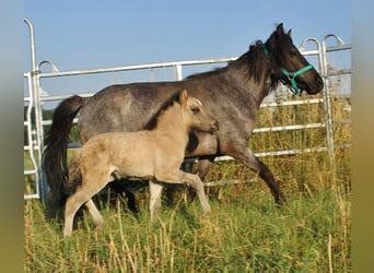 Caballos islandeses, Semental, Potro (06/2026), Bayo