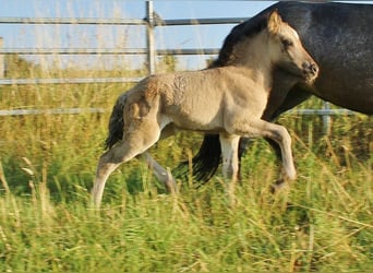 Caballos islandeses, Semental, Potro (06/2026), Bayo