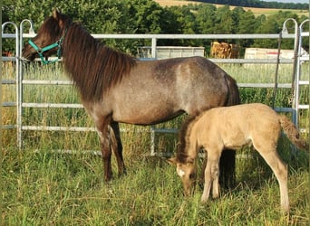 Caballos islandeses, Semental, Potro (06/2026), Bayo