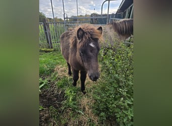 Caballos islandeses, Semental, Potro (06/2025), Bayo