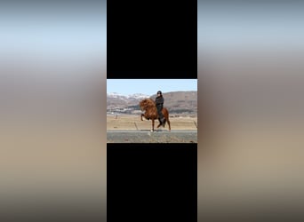 Caballos islandeses, Semental, Potro (06/2025), Bayo