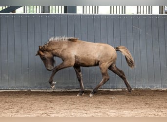 Caballos islandeses, Semental, Potro (05/2026), Bayo