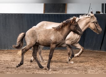 Caballos islandeses, Semental, Potro (05/2026), Bayo