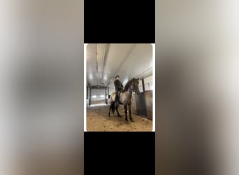 Caballos islandeses, Semental, Potro (06/2025), Bayo