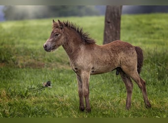 Caballos islandeses, Semental, , Buckskin/Bayo