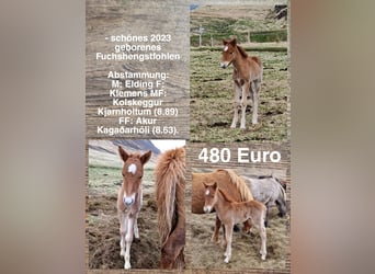 Caballos islandeses, Semental, Potro (01/2023)