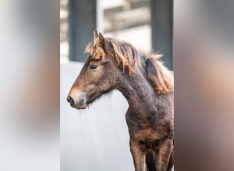 Caballos islandeses, Semental, Potro (03/2026), Castaño