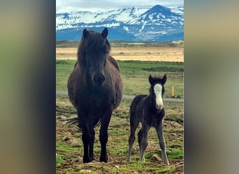 Caballos islandeses, Semental, Potro (05/2026), Negro