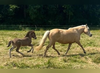 Caballos islandeses, Semental, Potro (07/2026), Negro