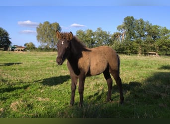 Caballos islandeses, Semental, Potro (07/2026), Negro