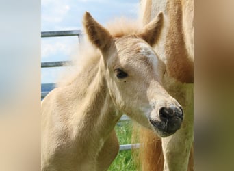 Caballos islandeses, Semental, Potro (04/2026), Palomino