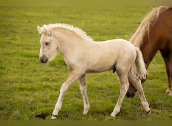 Caballos islandeses, Semental, Potro (07/2024), Palomino