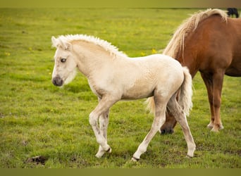 Caballos islandeses, Semental, Potro (07/2024), Palomino