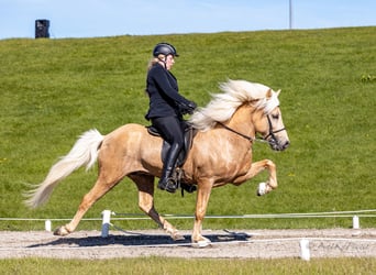 Caballos islandeses, Semental, Potro (07/2024), Palomino