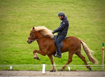 Caballos islandeses, Semental, Potro (07/2024), Palomino