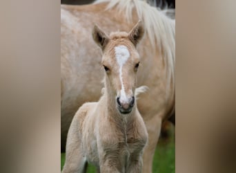 Caballos islandeses, Semental, Potro (05/2025), Palomino