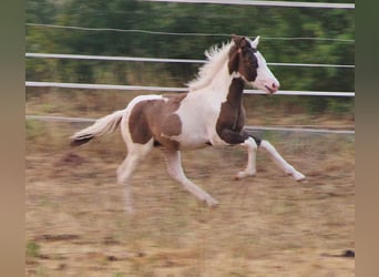 Caballos islandeses, Semental, Potro (04/2026), Pío