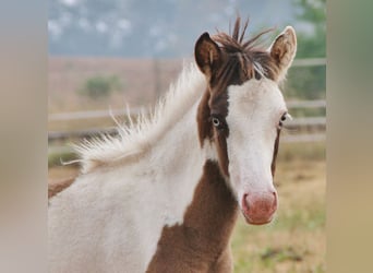 Caballos islandeses, Semental, Potro (04/2026), Pío