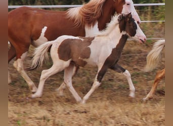 Caballos islandeses, Semental, Potro (04/2026), Pío
