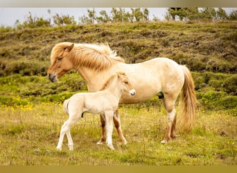 Caballos islandeses, Semental, , Red Dun/Cervuno
