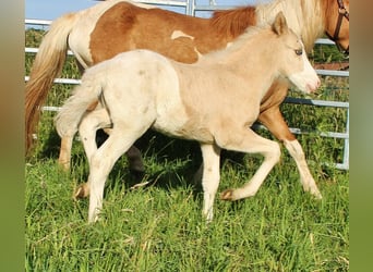Caballos islandeses, Semental, Potro (05/2026), White/Blanco