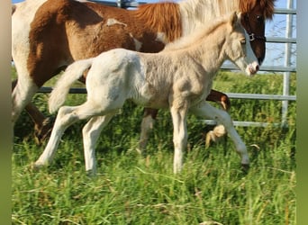Caballos islandeses, Semental, Potro (05/2026), White/Blanco