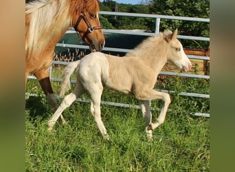Caballos islandeses, Semental, Potro (05/2026), White/Blanco