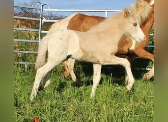 Caballos islandeses, Semental, Potro (05/2026), White/Blanco