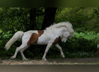 Caballos islandeses, Semental, 5 años, 140 cm, Tovero-todas las-capas