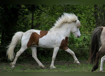 Caballos islandeses, Semental, 5 años, 140 cm, Tovero-todas las-capas