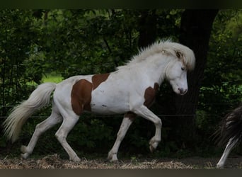 Caballos islandeses, Semental, 5 años, 140 cm, Tovero-todas las-capas