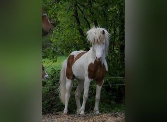 Caballos islandeses, Semental, 5 años, 140 cm, Tovero-todas las-capas