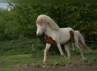 Caballos islandeses, Semental, 5 años, 140 cm, Tovero-todas las-capas