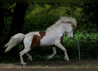 Caballos islandeses, Semental, 5 años, 140 cm, Tovero-todas las-capas