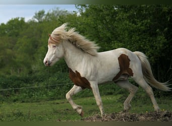 Caballos islandeses, Semental, 5 años, 140 cm, Tovero-todas las-capas