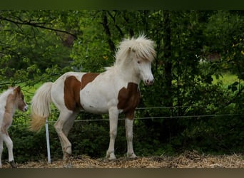 Caballos islandeses, Semental, 5 años, 140 cm, Tovero-todas las-capas